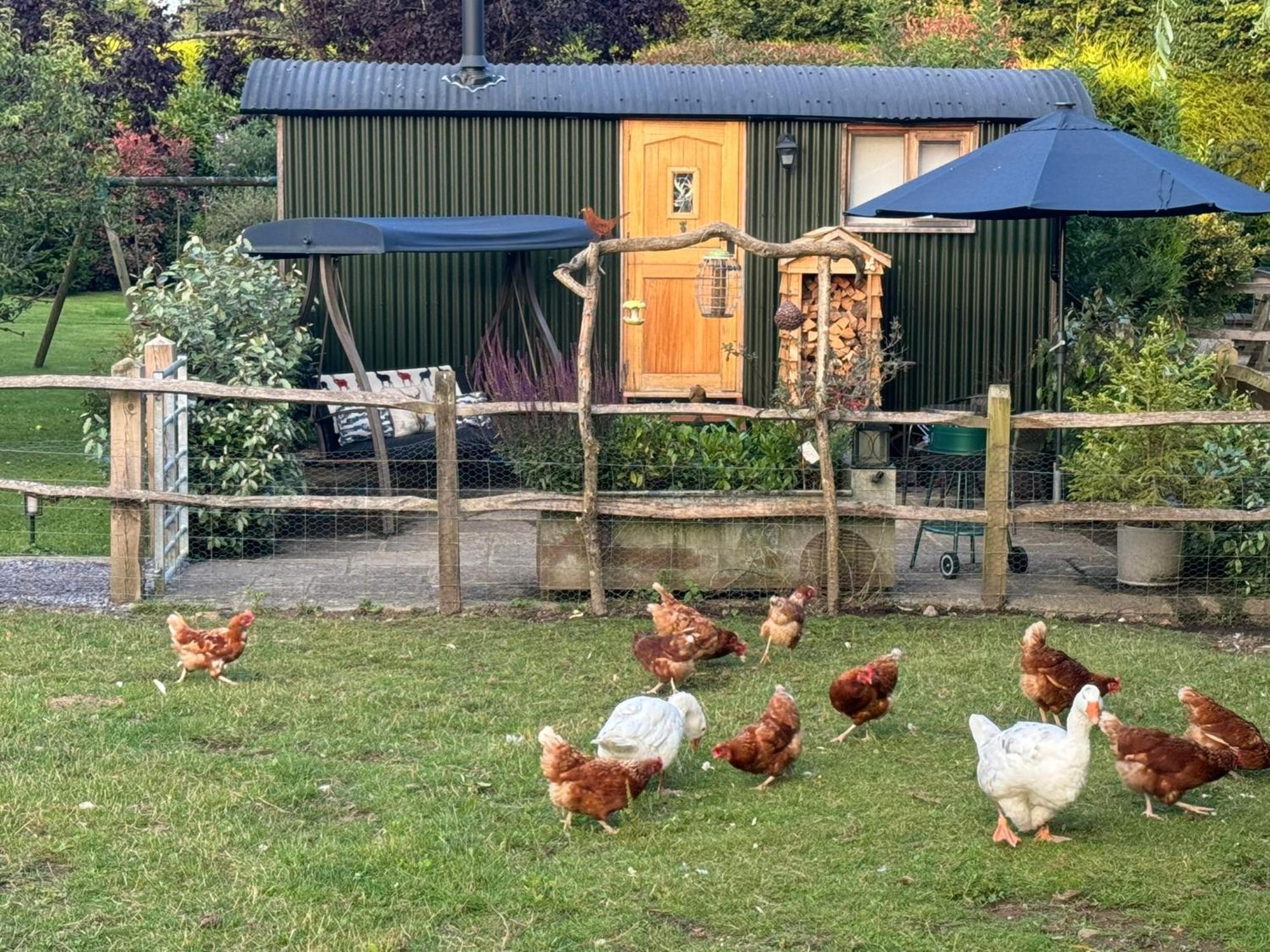 Forest View Shepherd Hut Ewhurst Exterior foto